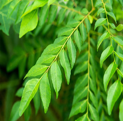 Curry Leaves